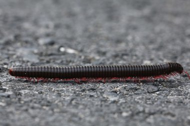 caterpillar on a gray stone clipart