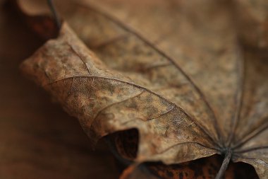 Sarı sonbahar yaprakları