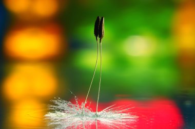 karahindiba tohum makro