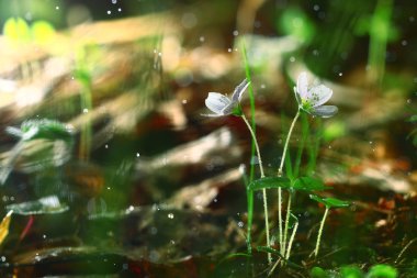 Küçük beyaz orman çiçekler