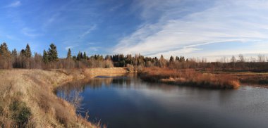 yaban hayatı Hint orman