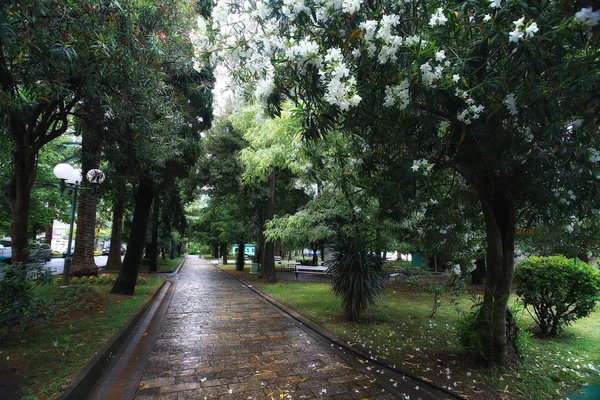 Parque da cidade de verão — Fotografia de Stock