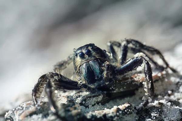 Macro tiro de aranha — Fotografia de Stock