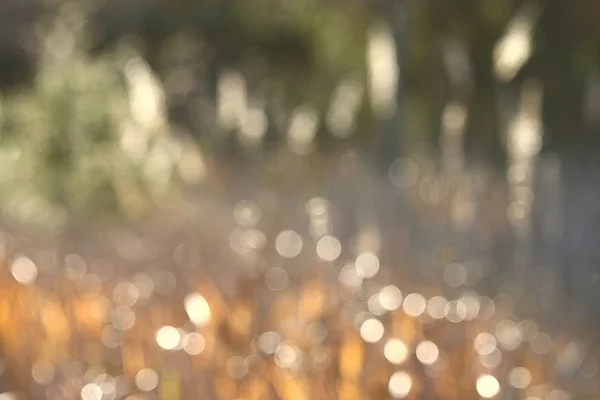 Blurred grass background — Stock Photo, Image