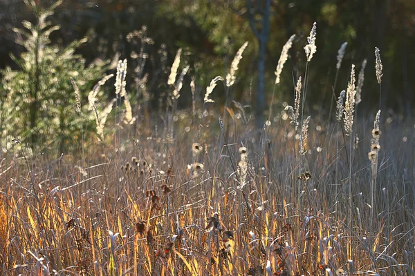 秋の草の背景 — ストック写真