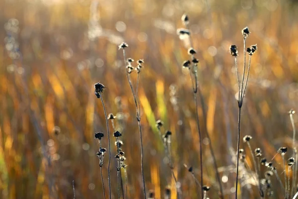 Fondo de hierba de otoño — Foto de Stock