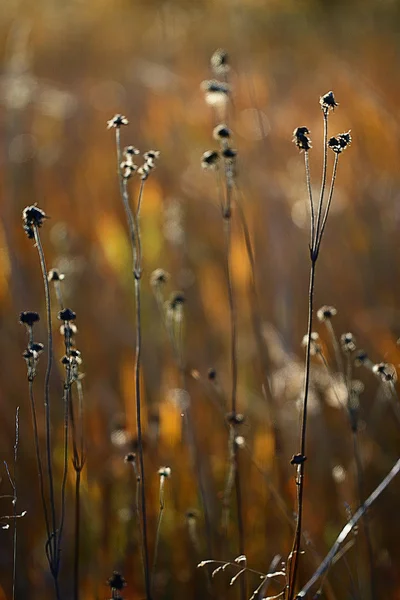 Herbst Gras Hintergrund — Stockfoto