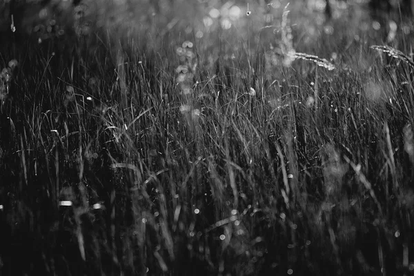 Herbst Gras Hintergrund — Stockfoto