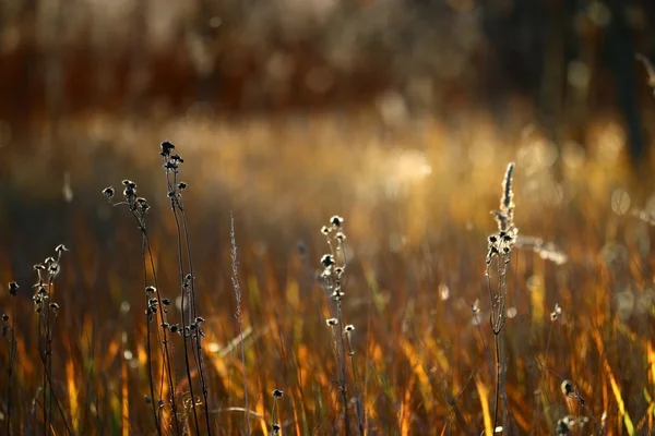 秋の草の背景 — ストック写真