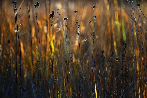 Outono grama fundo — Fotografia de Stock