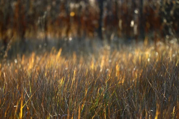 Autumn grass background — Zdjęcie stockowe