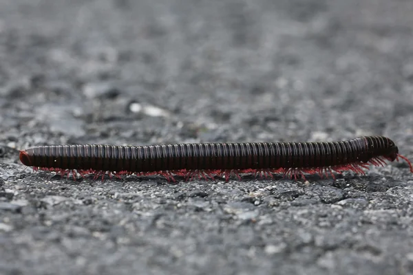 Caterpillar on a gray stone — Stock Photo, Image