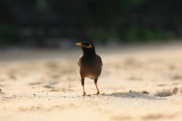 Exotischer Vogel, der am Strand spaziert — Stockfoto