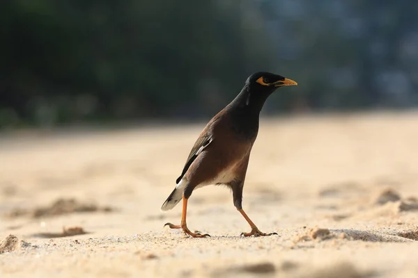 エキゾチックな鳥、ビーチに沿って歩く — ストック写真