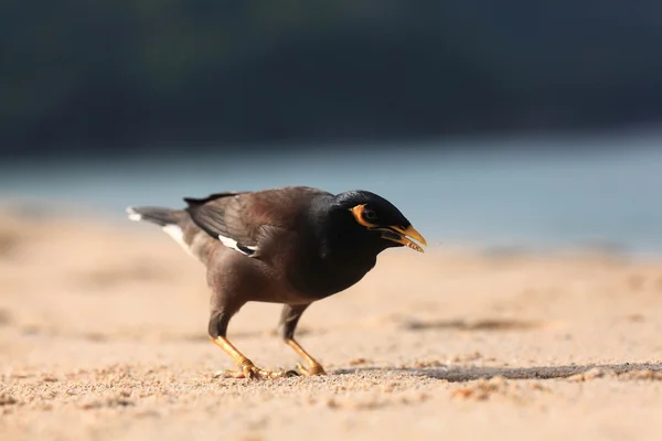 Pájaro exótico caminando por la playa — Foto de Stock