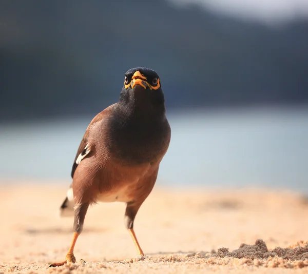 エキゾチックな鳥、ビーチに沿って歩く — ストック写真