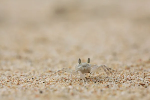 Caranguejo na praia de areia — Fotografia de Stock