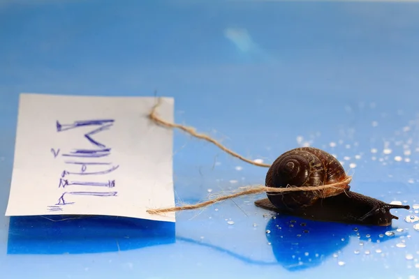 Snail pulling paper sheet — Stock Photo, Image