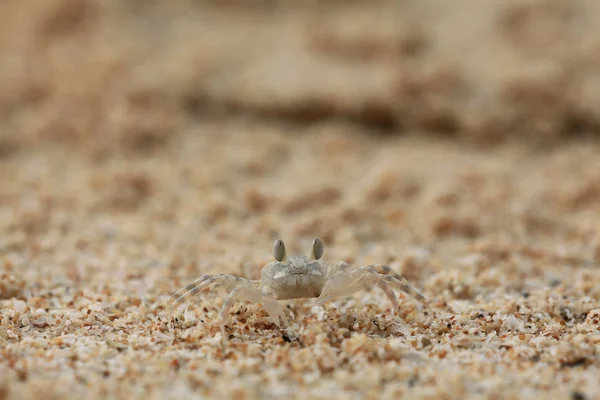 Krabba på sandstrand — Stockfoto