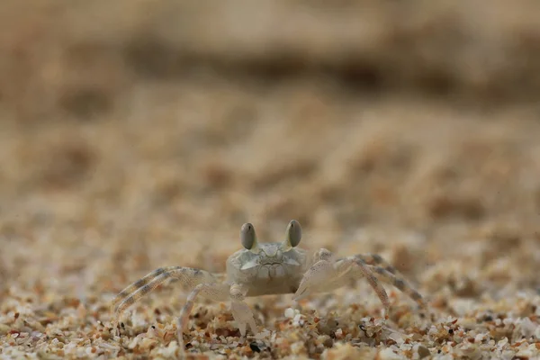 Caranguejo na praia de areia — Fotografia de Stock