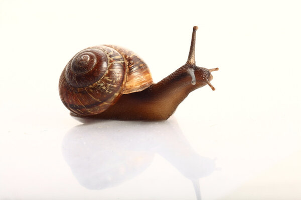 Moving wild Snail macro view