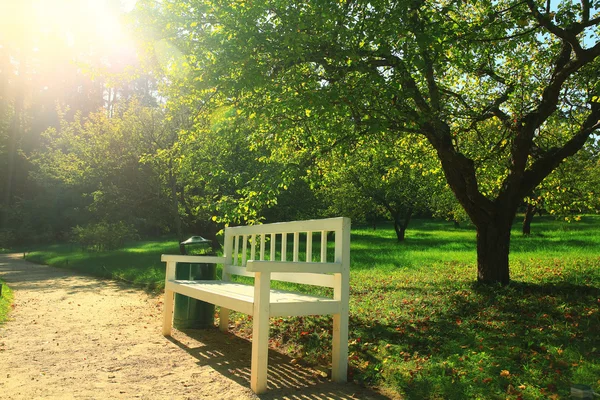 Summer in the park with bench — Stock Photo, Image