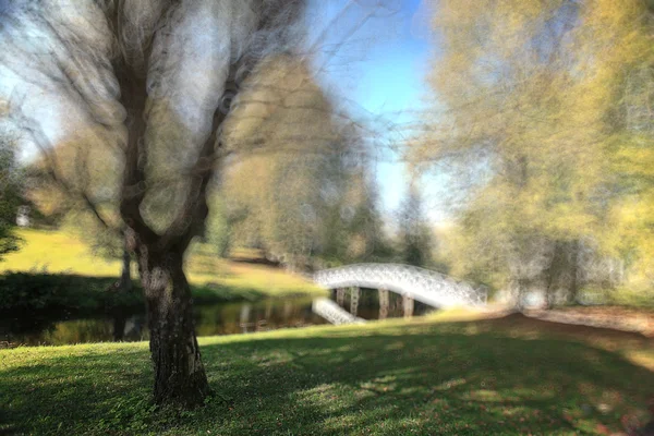 Sommaren skog suddig konsistens — Stockfoto