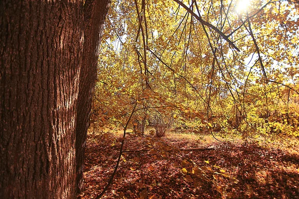 Paisagem florestal de outono — Fotografia de Stock