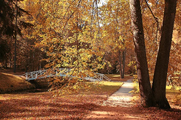Camino en el bosque de otoño —  Fotos de Stock