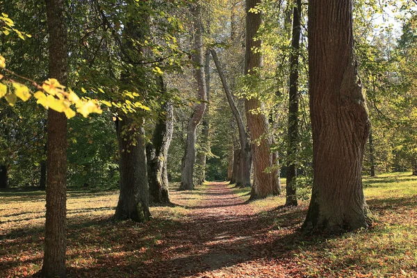 Autunno paesaggio forestale — Foto Stock