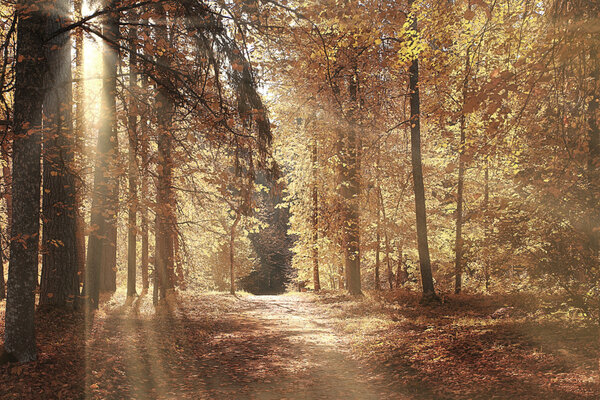 Footpath in the autumn forest landscape