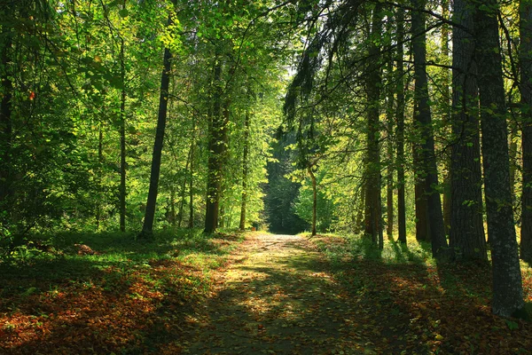 Podzimní Lesní krajina — Stock fotografie