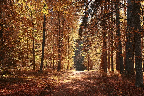 Höstens skogslandskap — Stockfoto