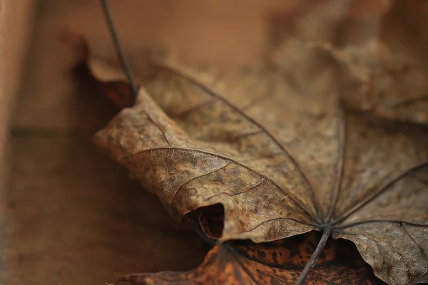 Yellow autumn leaves — Stock Photo, Image