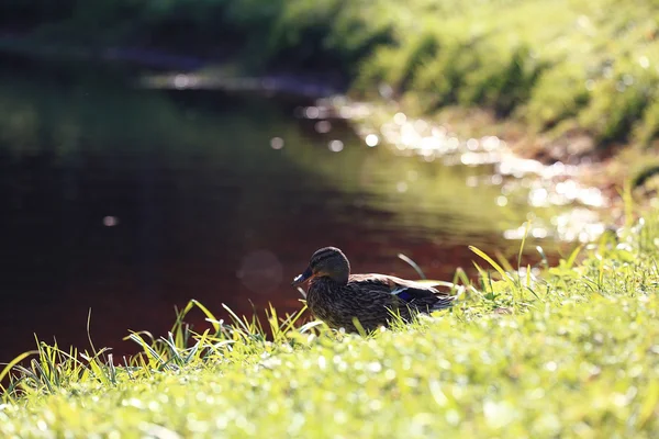 Pato de água perto do lago — Fotografia de Stock