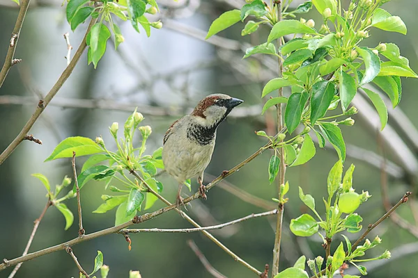 Sparrow on a branch close-up — Stock Photo, Image