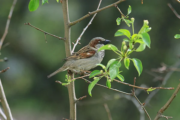 Sparrow on a branch close-up — Stock Photo, Image