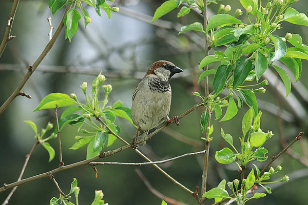 Sparrow on a branch close-up — Stock Photo, Image