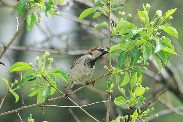 Sparrow on a branch close-up — Stock Photo, Image