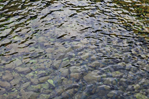 Peces en aguas claras — Foto de Stock