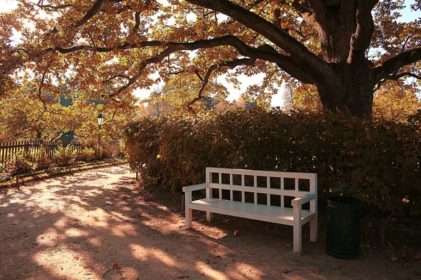 Park bench near tree — Stock Photo, Image