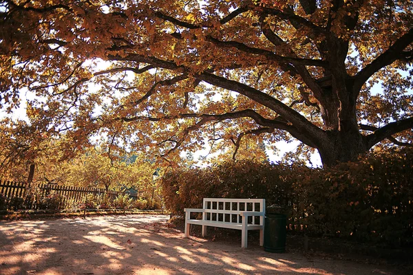 Autumn park with tree and ben — Stock Photo, Image