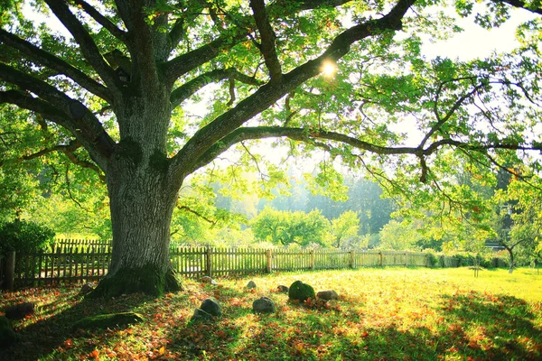 Ciudad parque paisaje — Foto de Stock