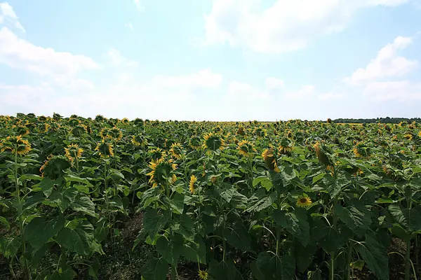 ひまわり ρ 夏の風景 — ストック写真