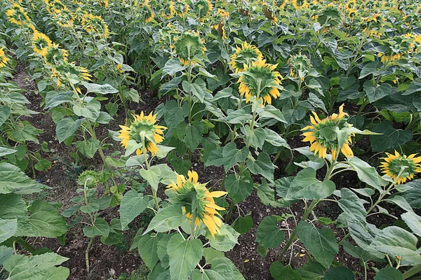 Zonnebloemen fiels zomer landschap — Stockfoto