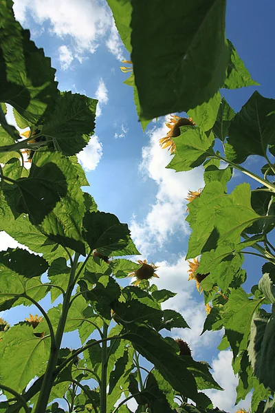 空を背景にひまわり — ストック写真