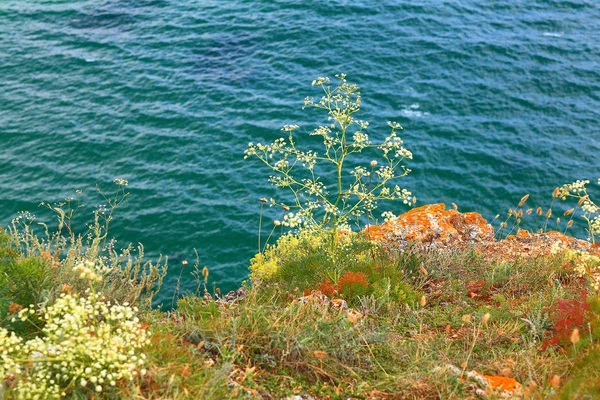 Hierba en la costa del mar — Foto de Stock