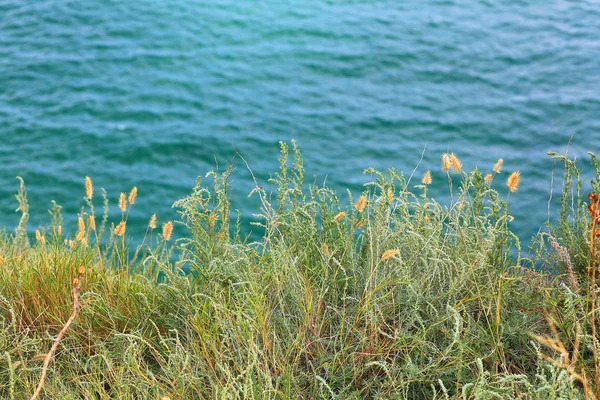 Hierba en la costa del mar —  Fotos de Stock