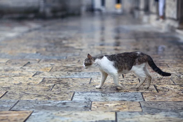 Kočka kráčí po ulici — Stock fotografie