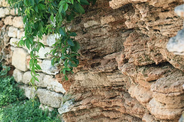Foglie verdi su una roccia — Foto Stock